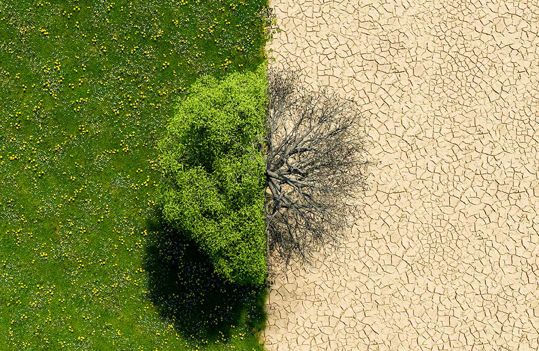 Illustration du réchauffement climatique avec le côté gauche un arbre et de l'herbe fleurie, et côté droit un arbre sans feuille dans un désert aride