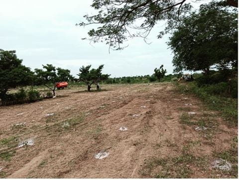 afforestation project