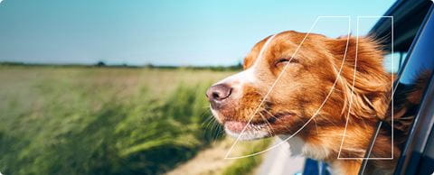 a dog with its head through the car window
